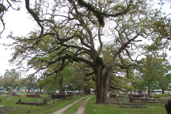 Orange Grove & Graceland grounds