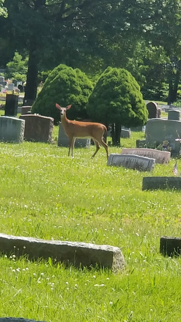Park Cemetery Association grounds