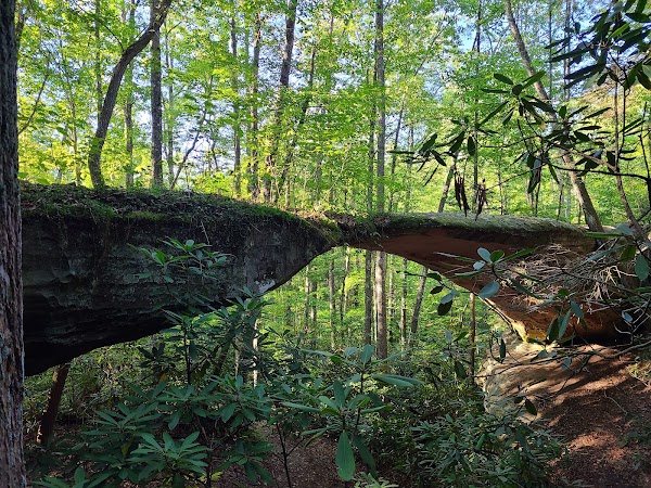 Pickett CCC Memorial State Park grounds