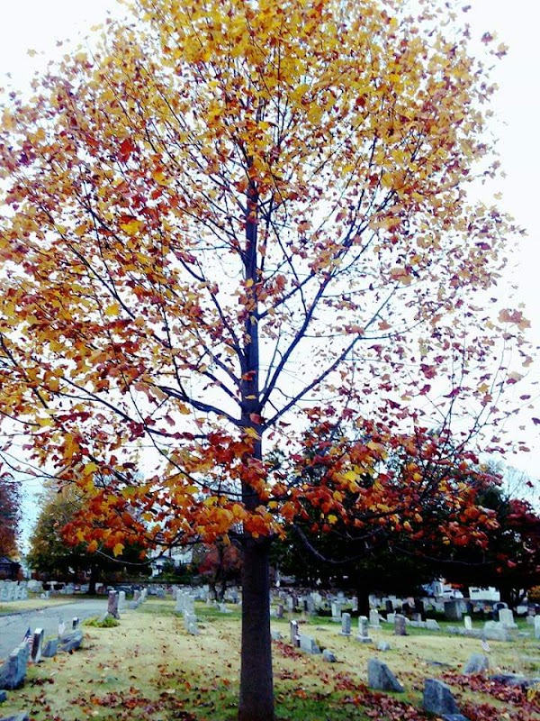 Pine Grove Cemetery grounds