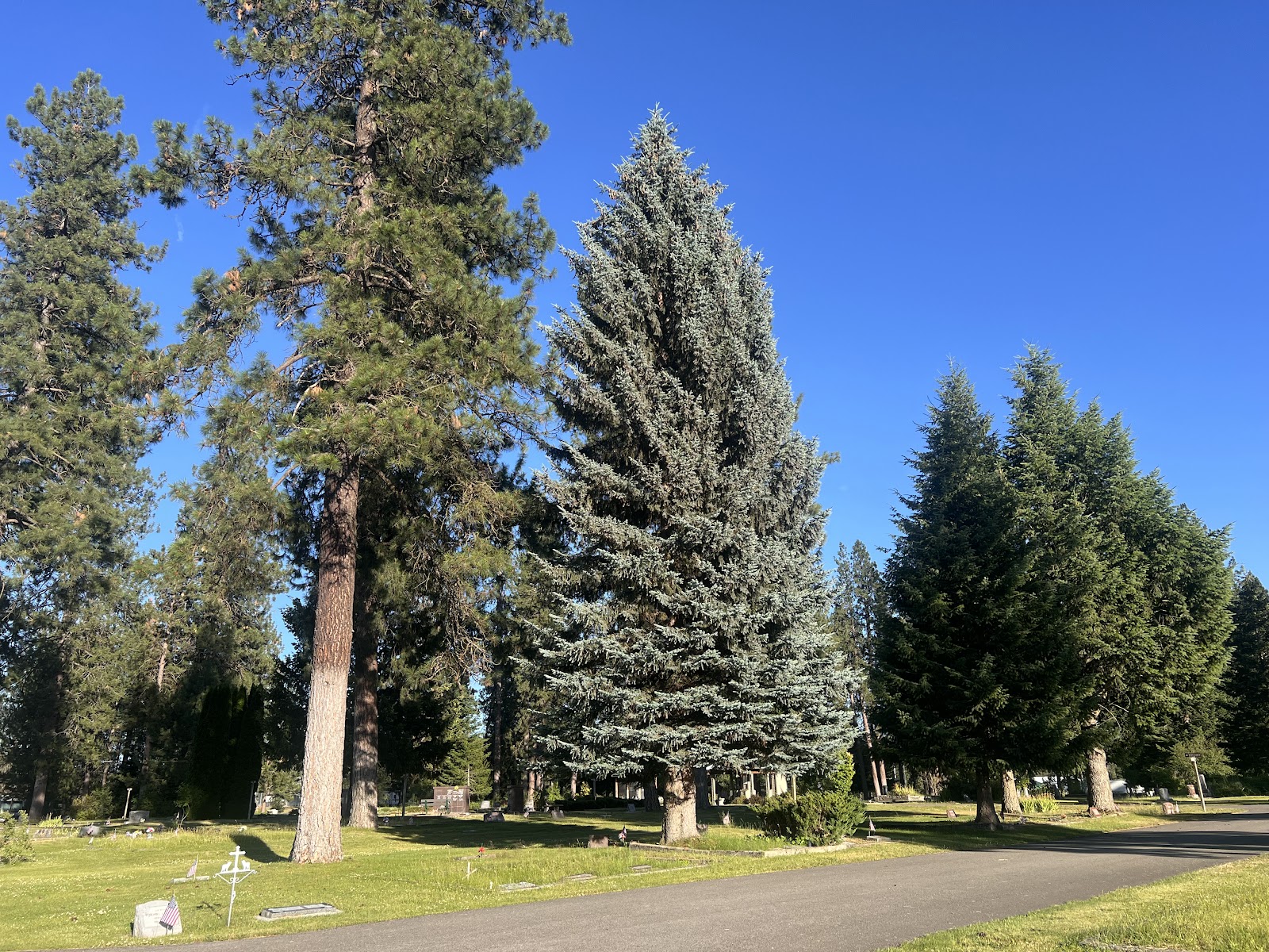 Pinegrove Cemetery cemetery grounds and headstones