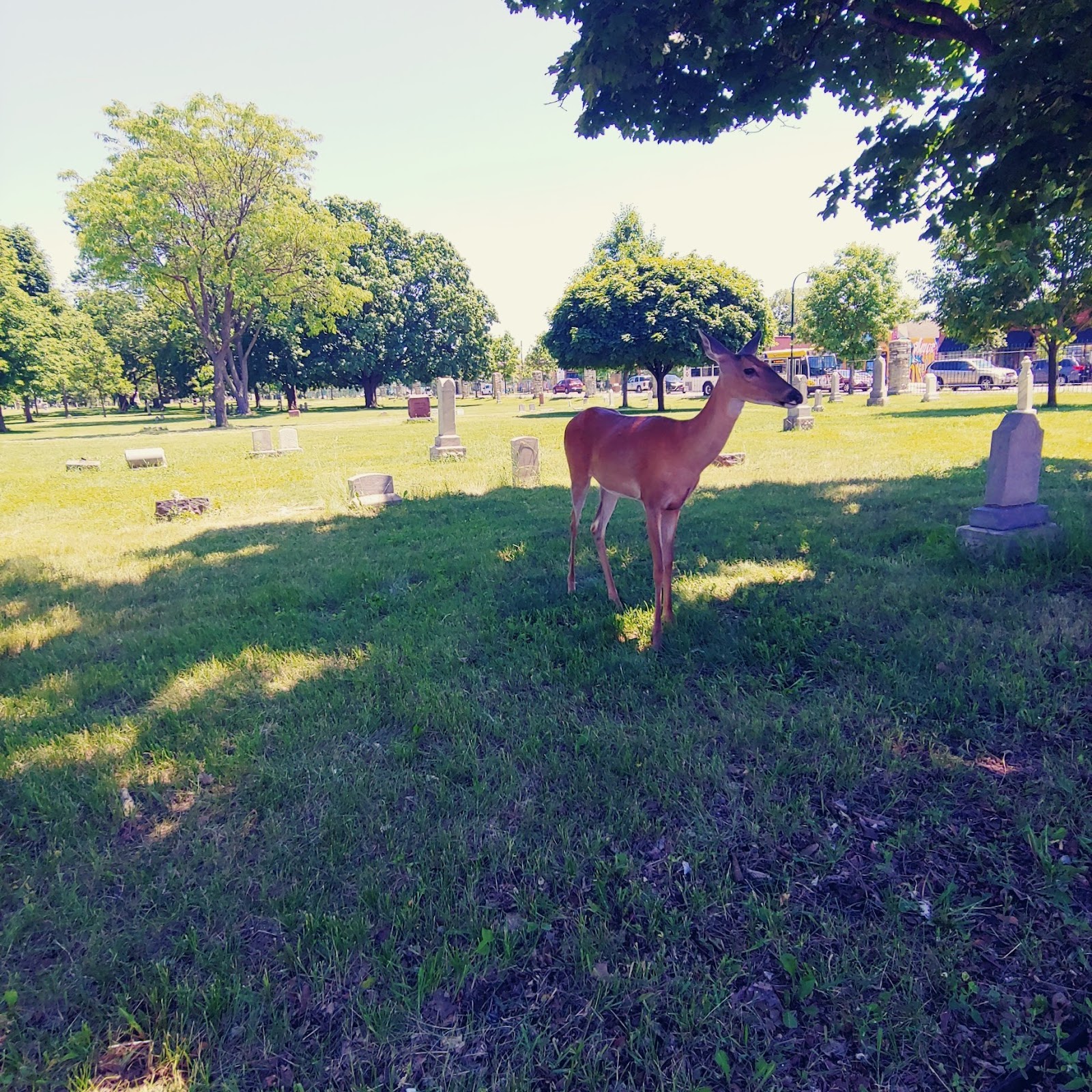 Pioneers & Soldiers Memorial Cemetery cemetery grounds and headstones
