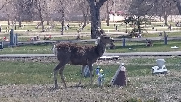 Rawlins Cemetery grounds
