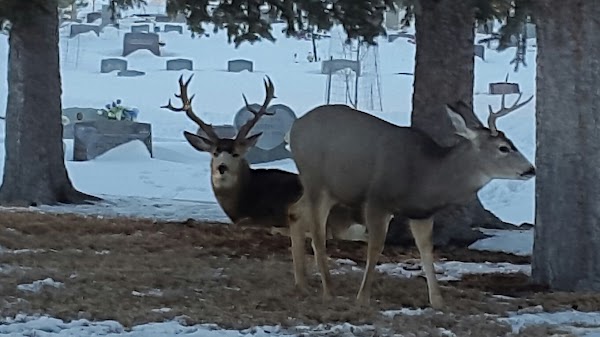 Rawlins Cemetery grounds