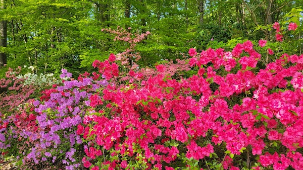 Reynolds Memorial Park grounds