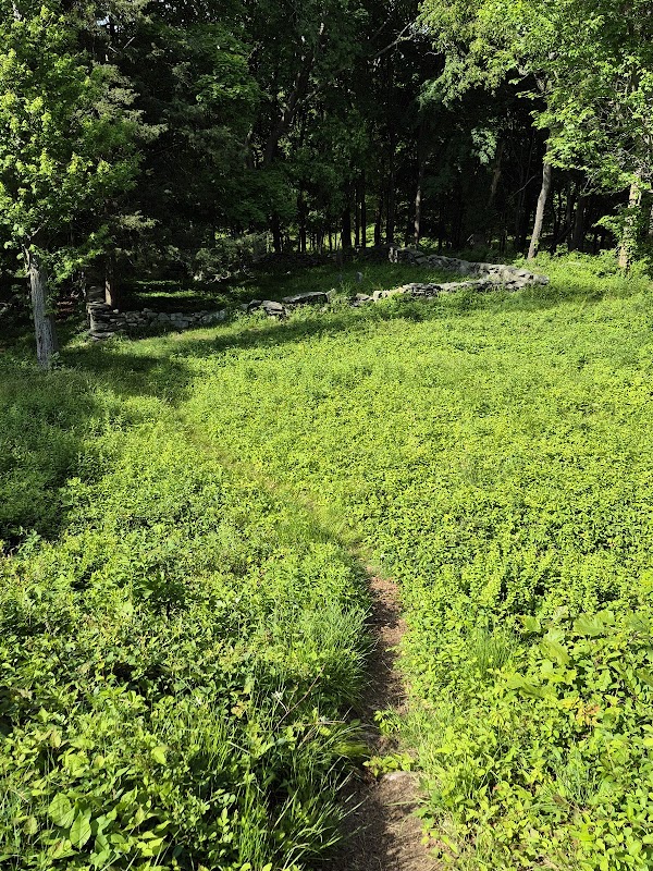 Rhode Island Historical cemetery #46 grounds