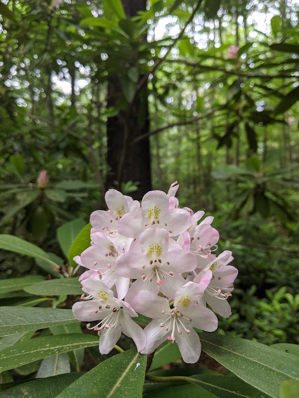 Rhododendron State Park grounds