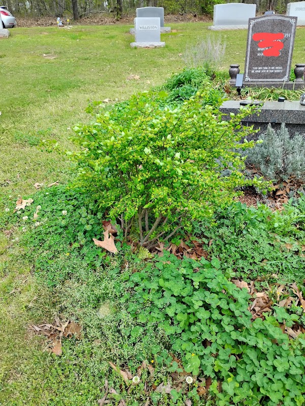 Ridout's Forest Crest Cemetery grounds