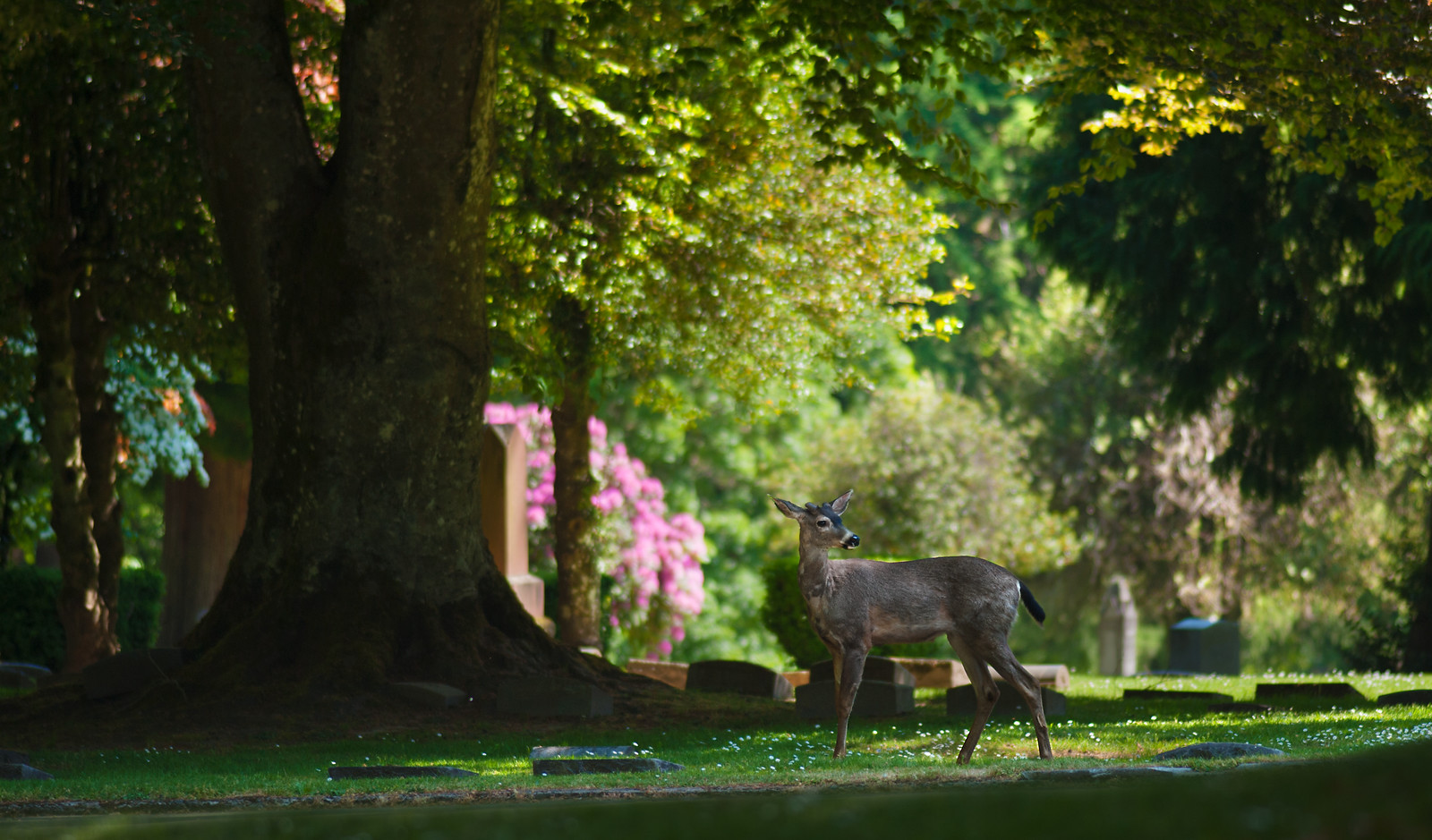 River View Cemetery cemetery grounds and headstones