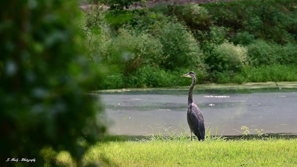 Riverside Cemetery grounds