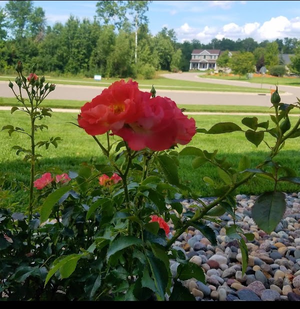 Rogers Cemetery grounds