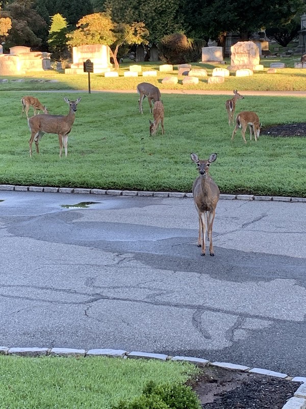 Rosedale Cemetery grounds