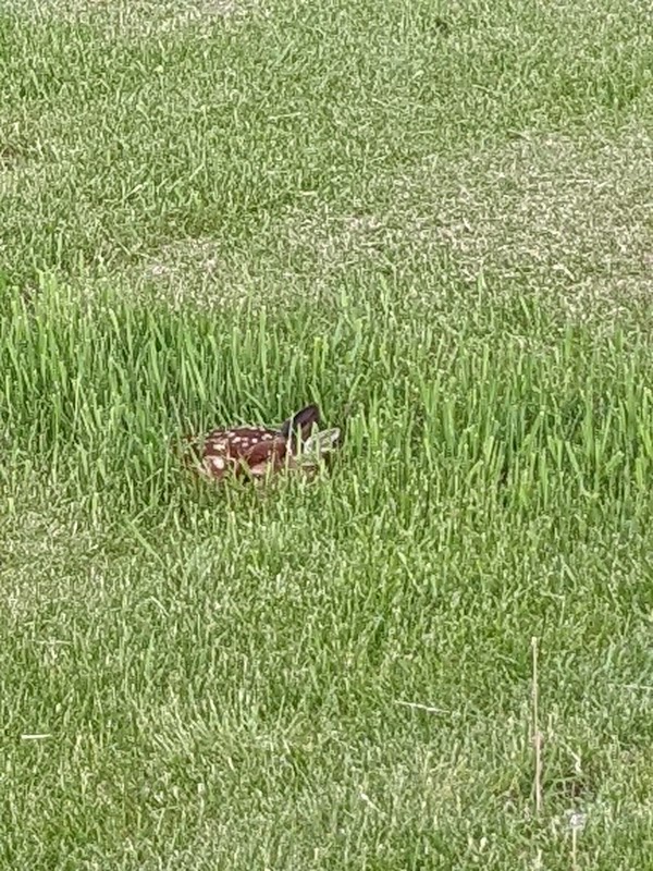 Rosehill Memorial Cemetery grounds