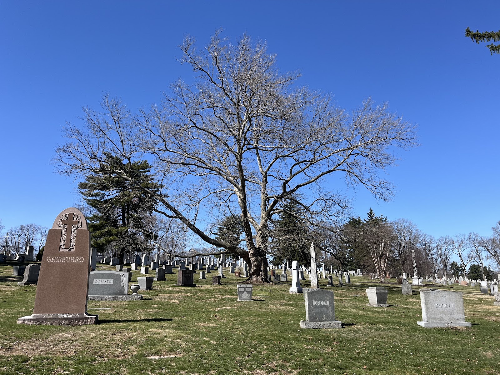 Saint Bernard's Cemetery cemetery grounds and headstones