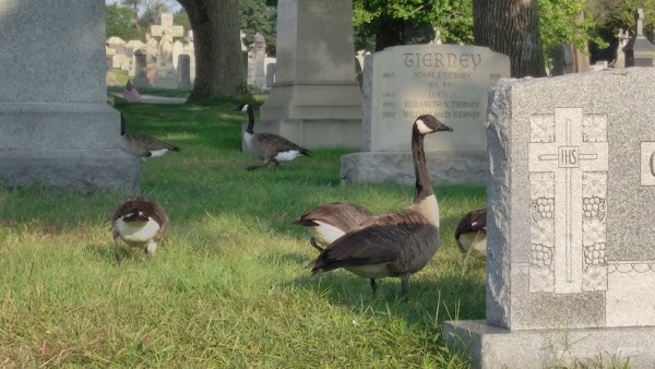 Saint Francis Cemetery grounds
