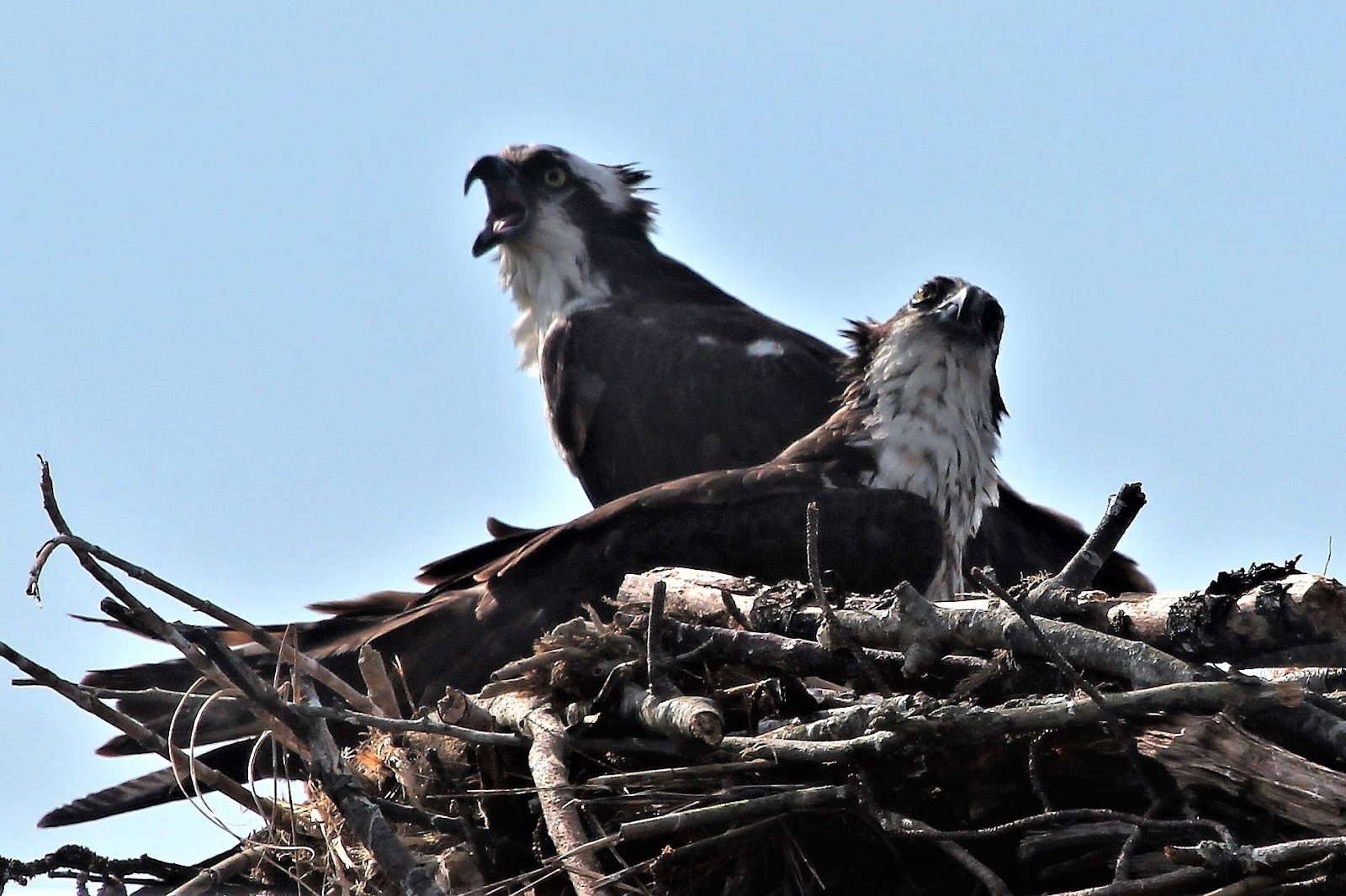 Saint Peter's Episcopal Cemetery cemetery grounds and headstones