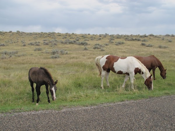 Seventh Cavalry Horse Cemetery grounds