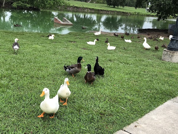 Sidney D Torres Memorial Park grounds
