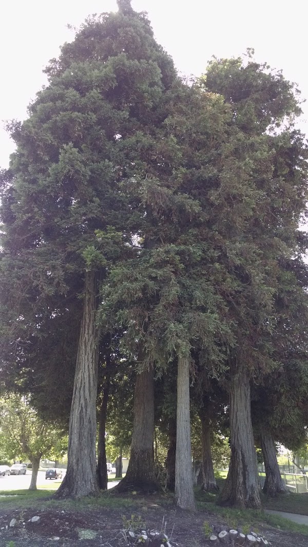 Spreckels Memorial Park grounds