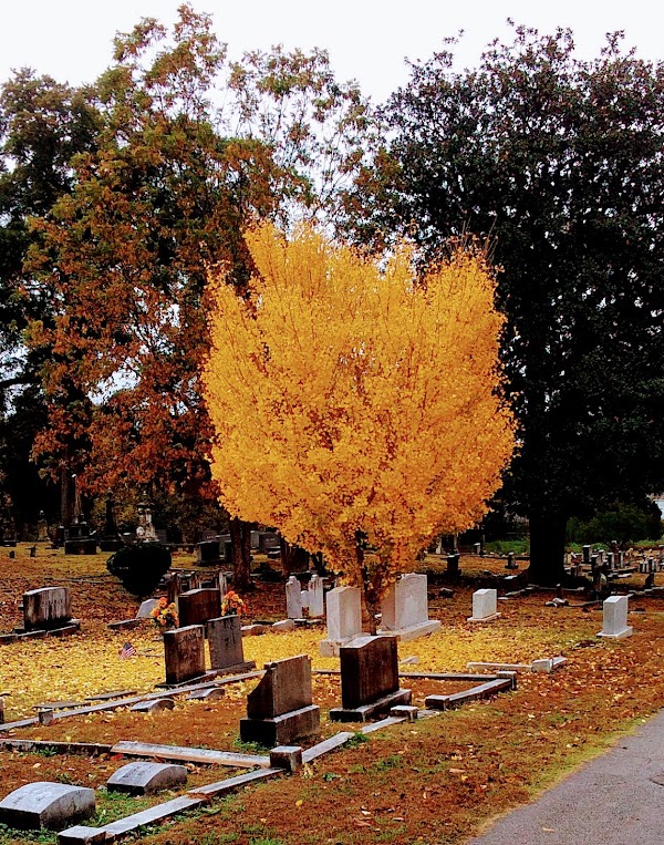 The Florence City Cemetery grounds