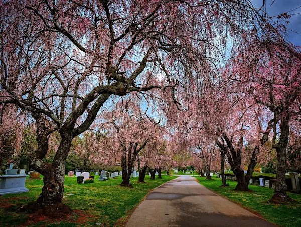 The Lexington Cemetery grounds