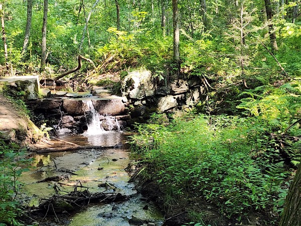 Vaughan Woods State Park grounds