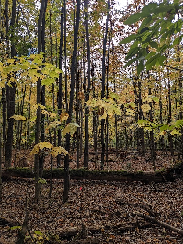 Vermont Forest Cemetery grounds