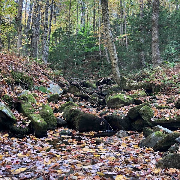 Vermont Forest Cemetery grounds