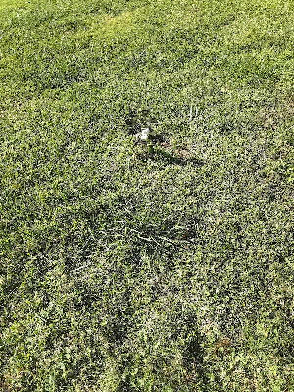 Veterans Cemetery (Westview Memorial Park) grounds
