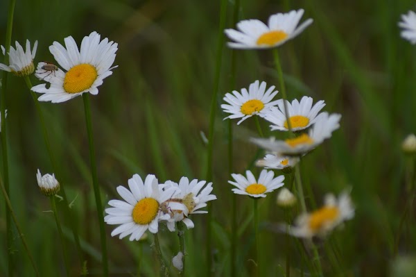 Veterans Memorial Community Park grounds