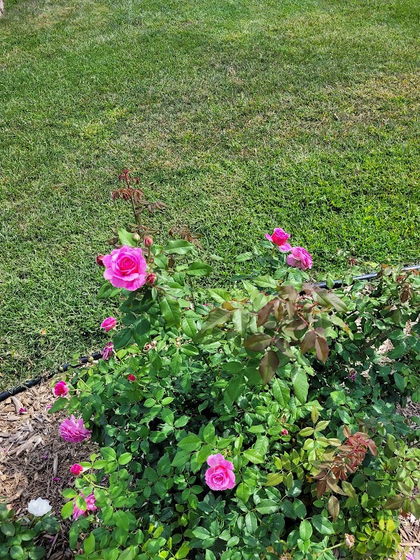 Veterans' Memorial Park grounds