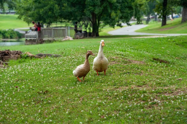 War Memorial Park Natural Play Area and Pavilion grounds