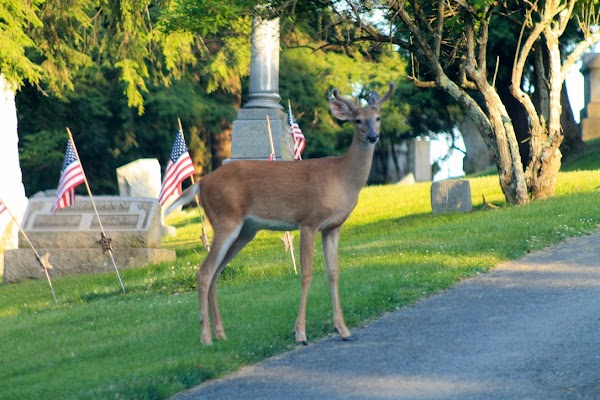 Washington Cemetery grounds