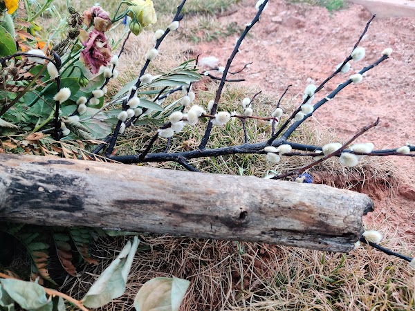 Washington City Cemetery grounds