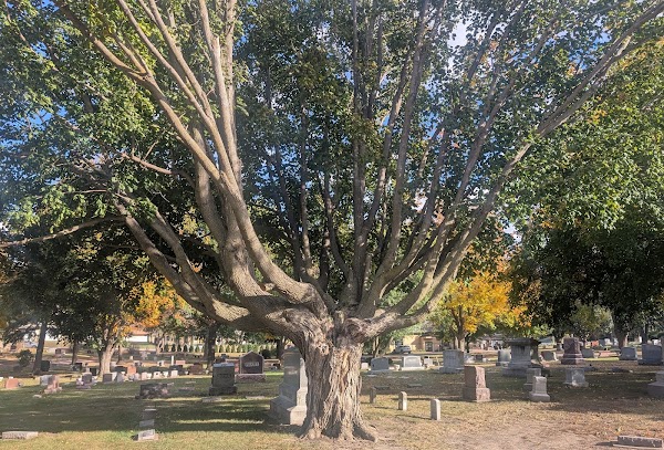 Woodlawn Cemetery grounds