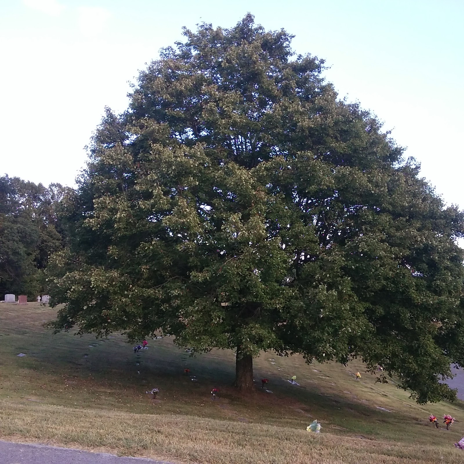 Woodlawn Memorial Park headstone and grounds