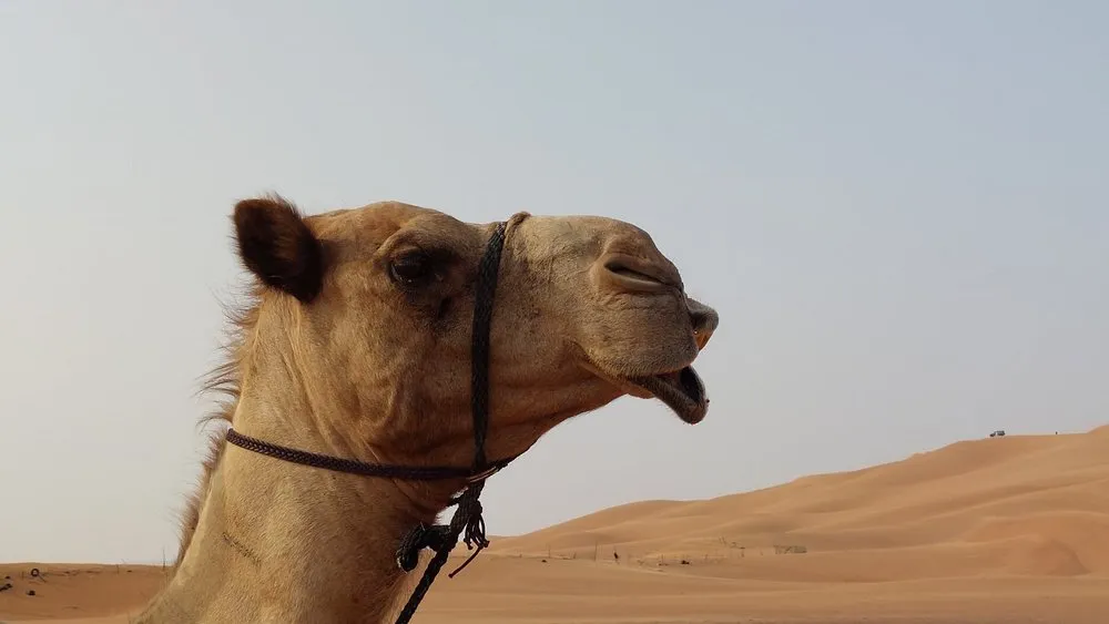 Red Dune Desert Safari with BBQ Dinner - Image 3