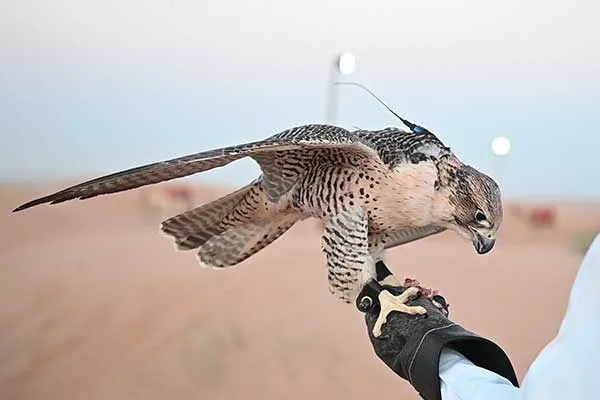 57 Morning Falcon Show - Image 4