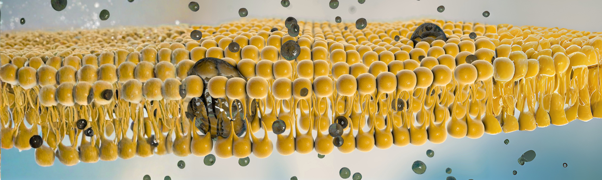 Hemifusomes organize endosomal protein recycling