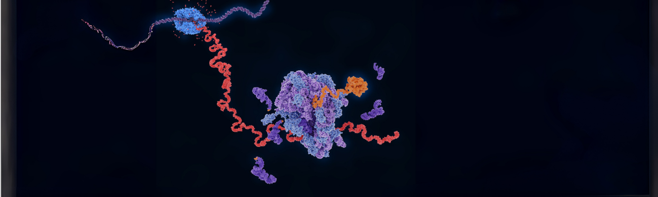 An orthogonal T7 replisome for continuous hypermutation and accelerated evolution in E. coli (T7-ORACLE)
