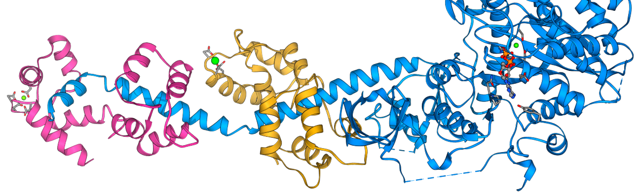 Engineering a genomically recoded organism with one stop codon (Ochre)