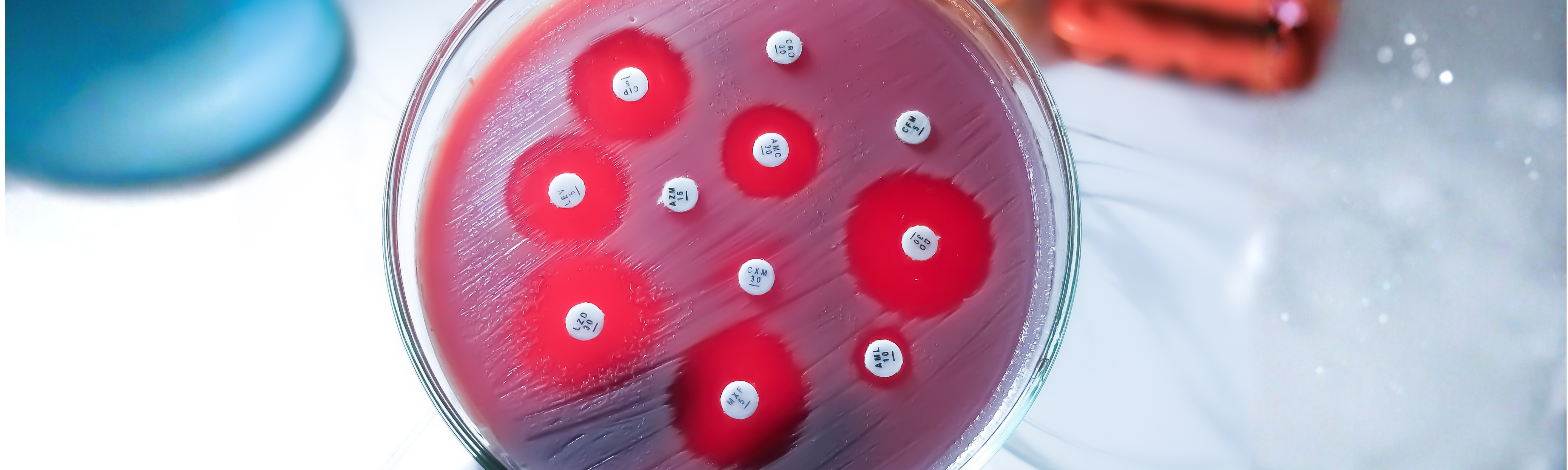 Impact of Host and Bacterial Metabolism on Antibiotic Susceptibility