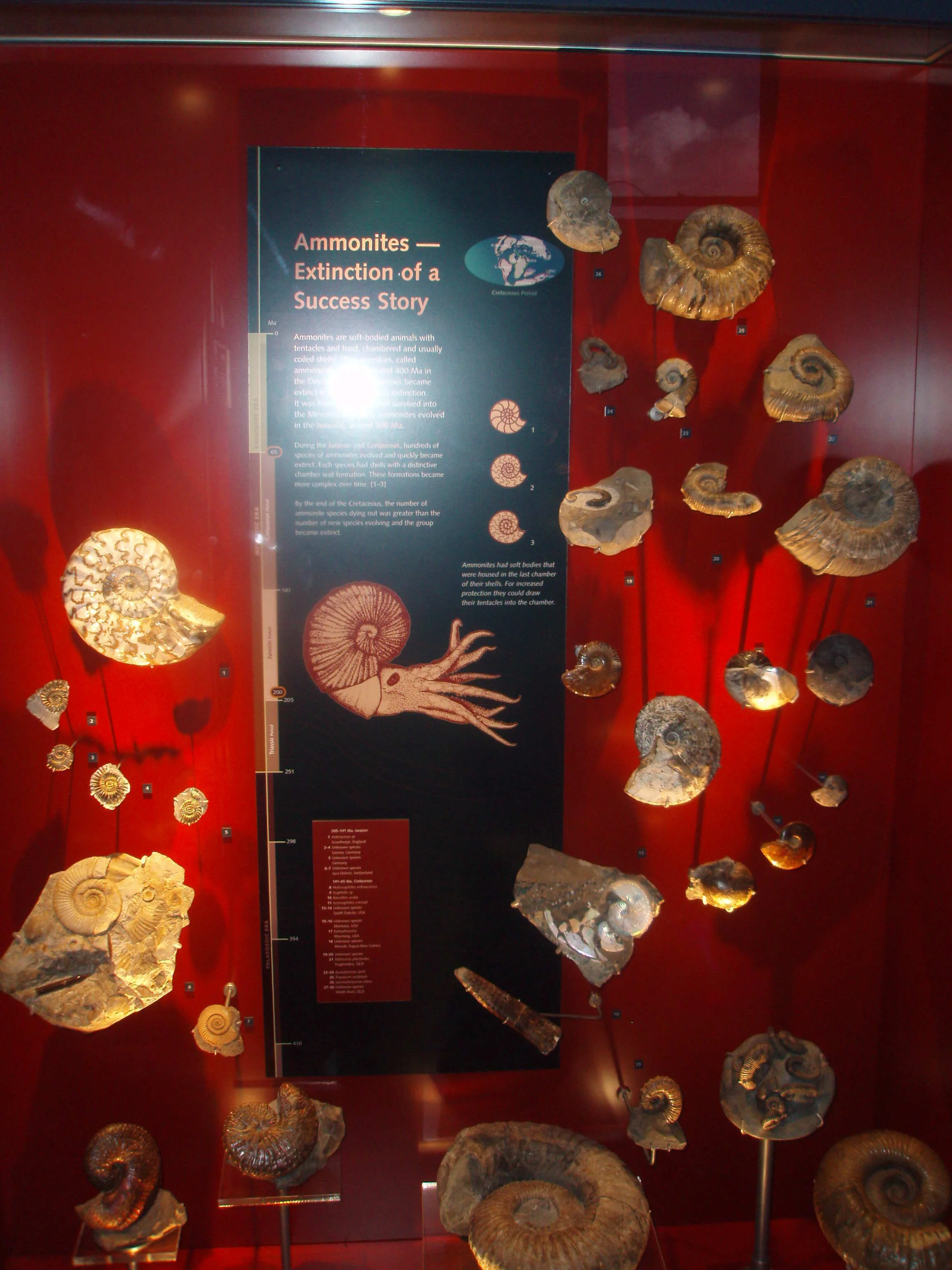 Australian Fossil and Mineral Museum