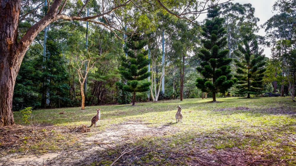 Australian National Botanic Gardens