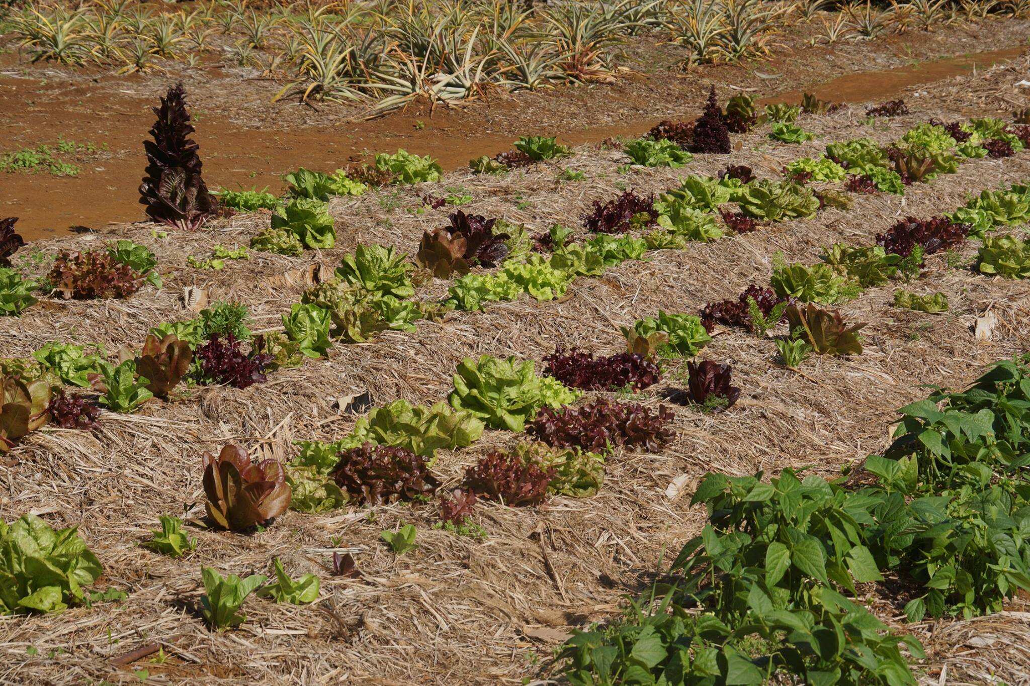 Thornleigh Farm