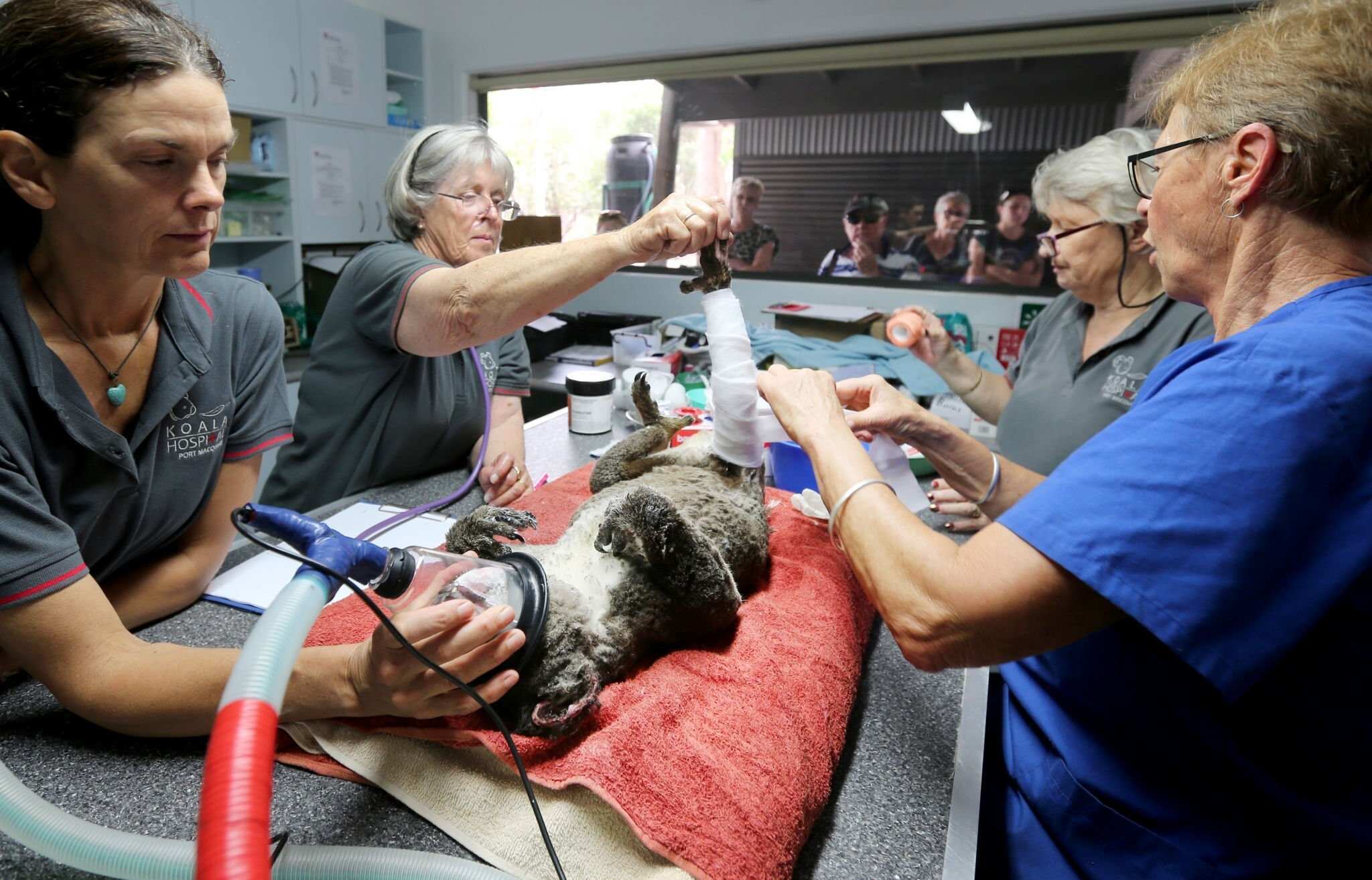 Koala Hospital