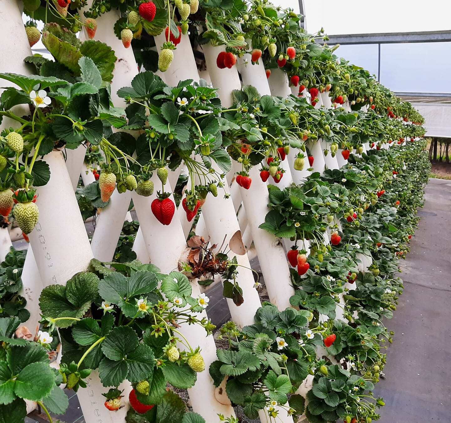 Ricardoes Tomatoes and U-Pick Strawberry Farm