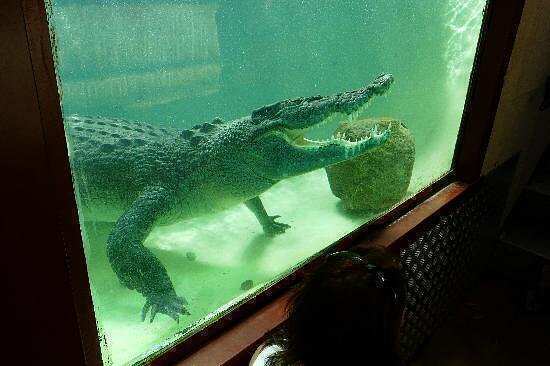 Alice Springs Reptile Centre