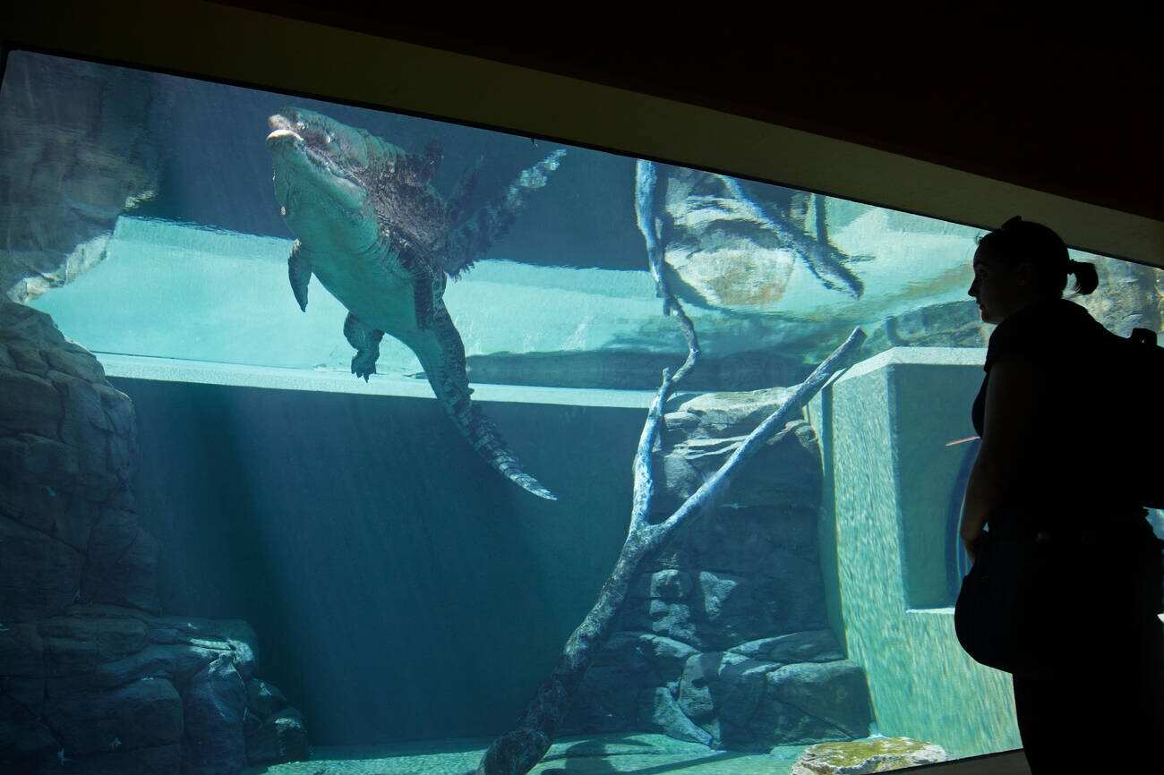 Crocosaurus Cove