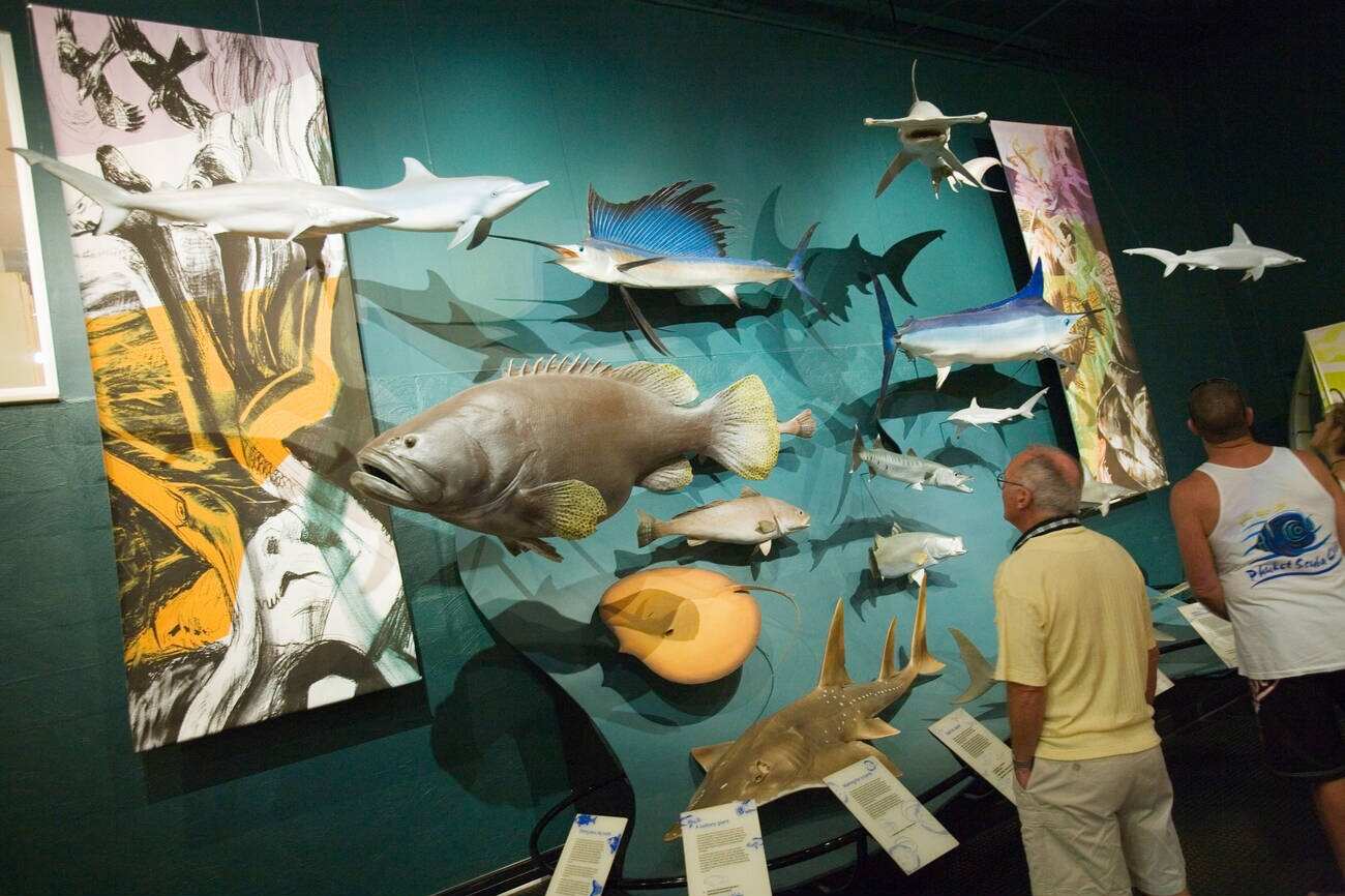 Museum and Art Gallery of the Northern Territory